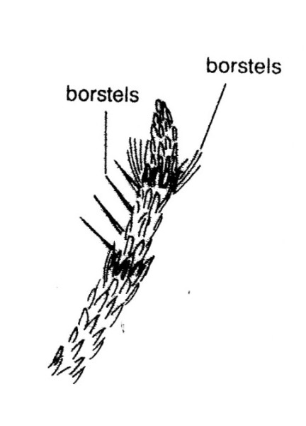 Labiale palp van de Kledermot (Tineola bisselliella, Tineidae).